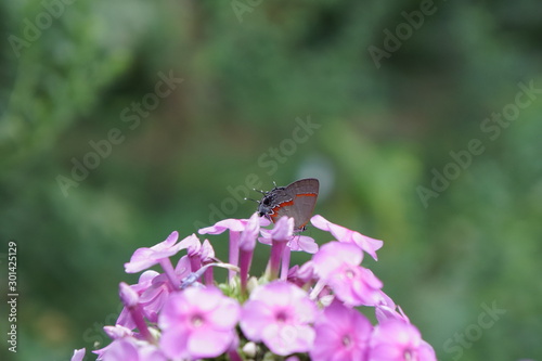 butterfly on flower