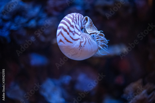 Nautilus swimming in an aquarium photo