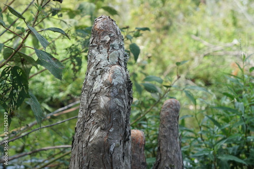 great horned owl on tree