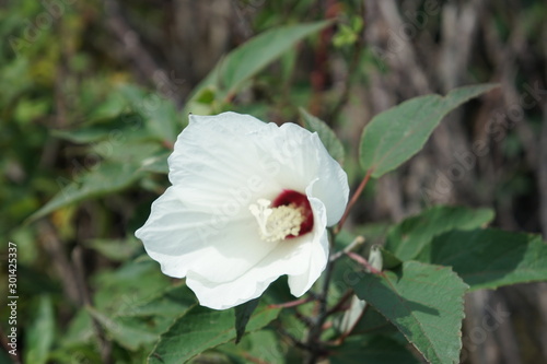 red flower in the garden