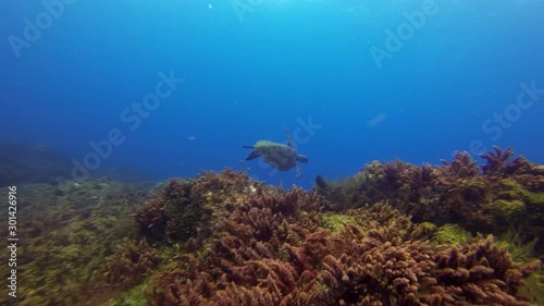 Sea Turtle. Green Turtle Swimming Fast. Beautiful Marine Turtle On Peaceful Coral Reef In Calm Blue Sea Water & Sunlit Sea Surface. Graceful Gentle Marine Life & Aquatic Underwater Wildlife