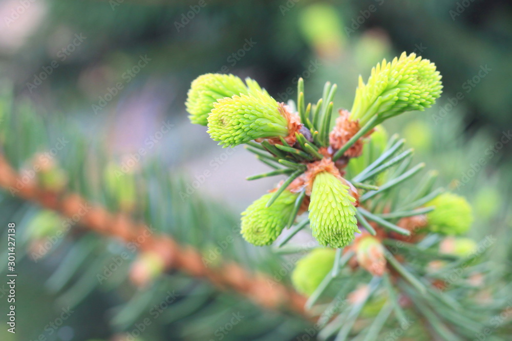 spruce branch with sharp spruce needles on background of other spruce branches as Christmas background for New Year card with illusion of smell of spruce spruce branch with sharp spruce needles on background of other spruce branches as Christmas background for New Year card with illusion of smell of spruce