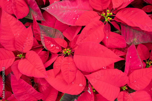 Big red Christmas red potted flowers gather together and bright and happy