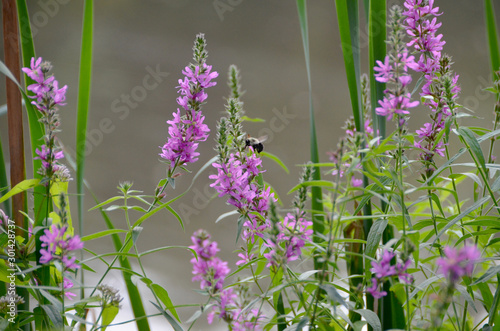 Bumble Bee II