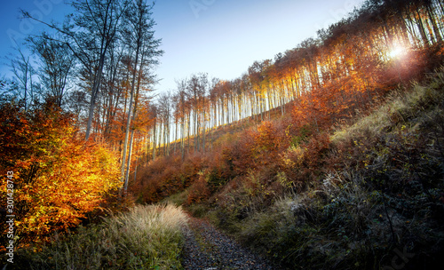 Autumn colorful forest at the mountain with sunset photo