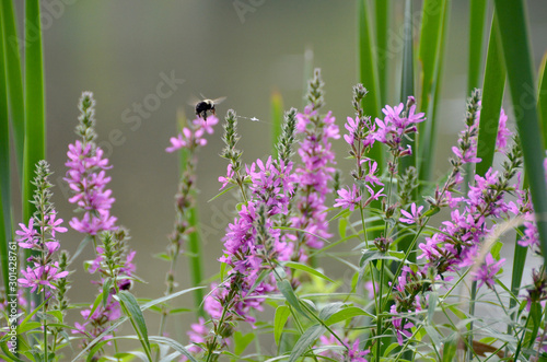 Bumble Bee