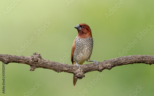 Scaly Breasted Munia on a branch