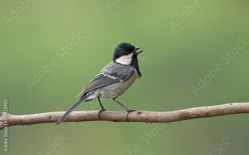 Indian Great Tit