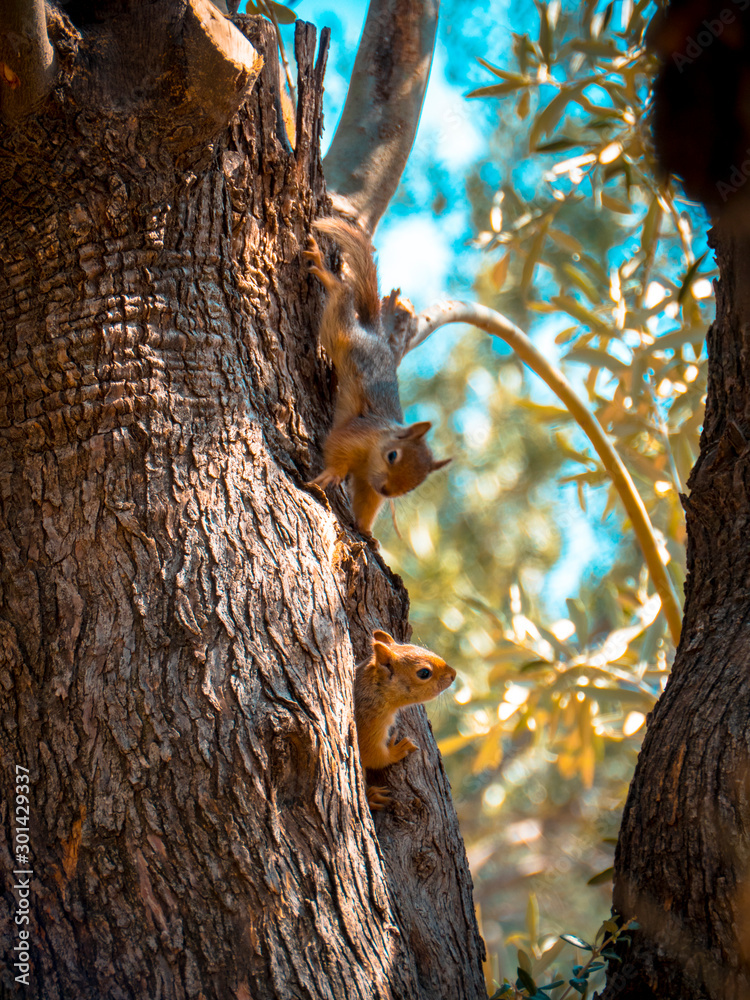 squirrel on tree squirrel on tree