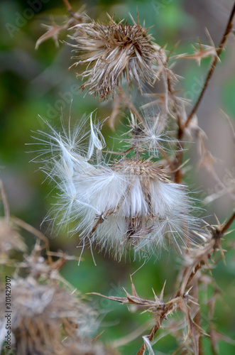 Seed in the Wind
