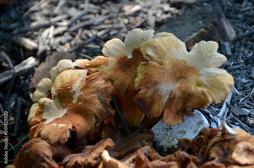 Mushroom