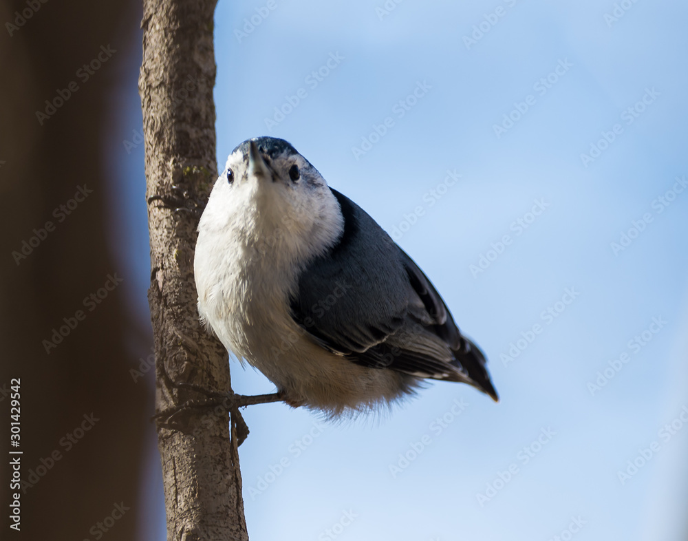 Obraz premium Nut hatch