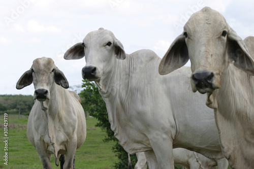 Fototapeta Naklejka Na Ścianę i Meble -  Cebu cattle