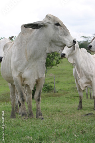 Cebu cattle © Jorge