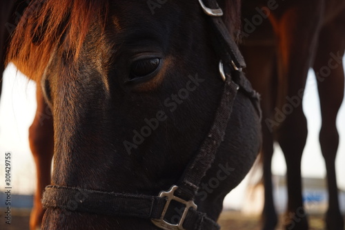 Portrait of a brown horse outdoor, close-up face