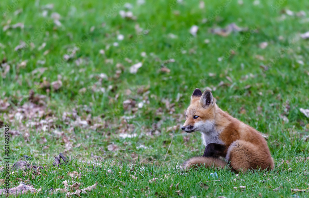 Fox cubs playing in a field in Quebec, Canada. Fox cubs playing in a field in Quebec, Canada.