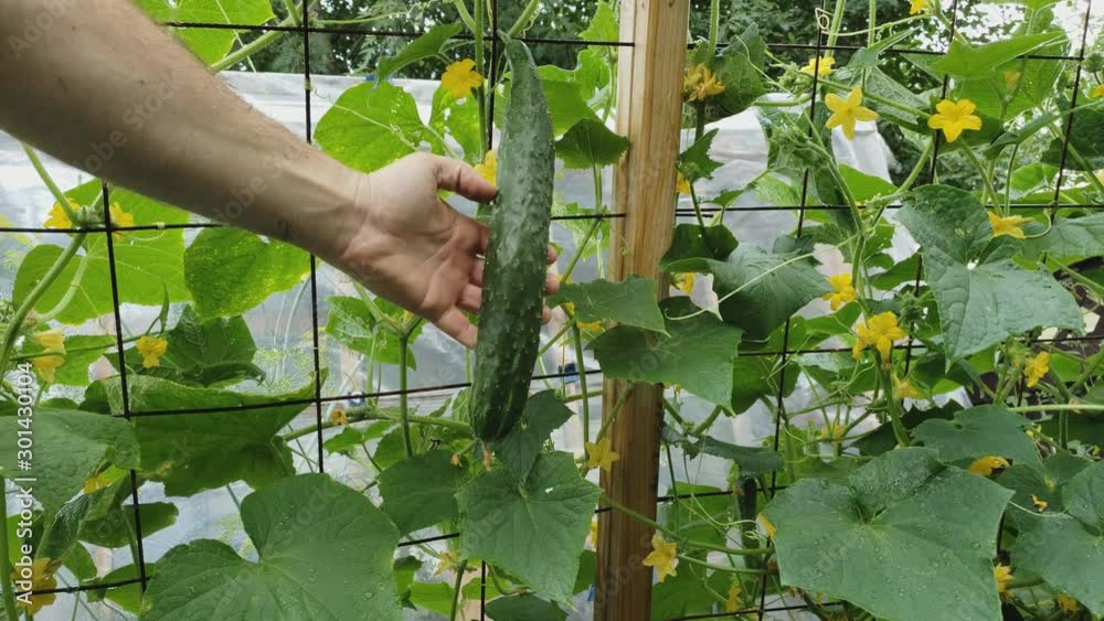 Home gardening - Checking or inspecting long or Japanese cucumber growing in back yard garden climbing onto metal net support while other cucumber plants bloom or flourish.