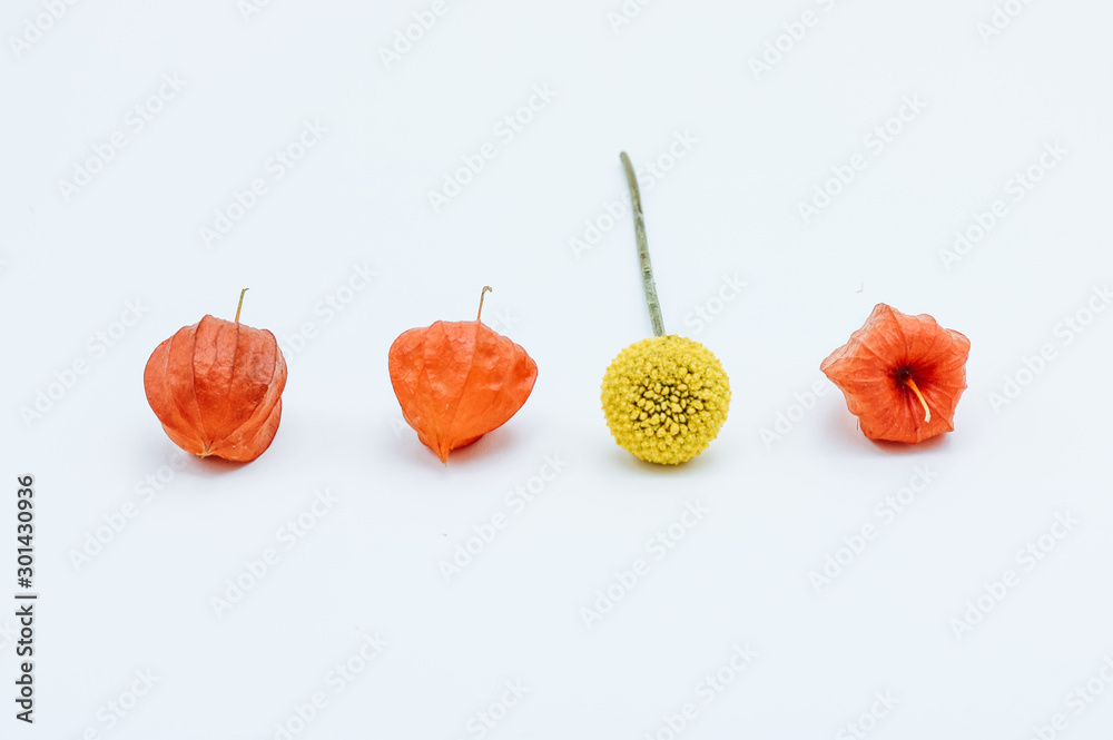 Abstract autumn composition of Chinese Lantern flower heads and a yellow flower Abstract autumn composition of Chinese Lantern flower heads and a yellow flower