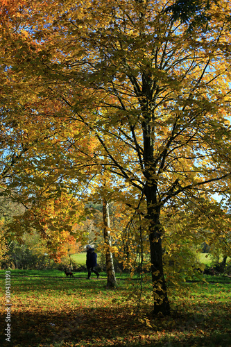 Woman walking dog in park in autumn