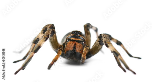 Giant hairy spider isolated on white background, side view