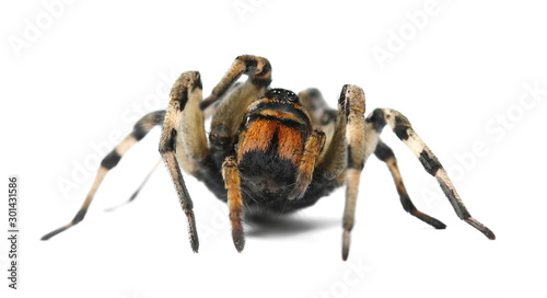 Giant hairy spider isolated on white background, side view