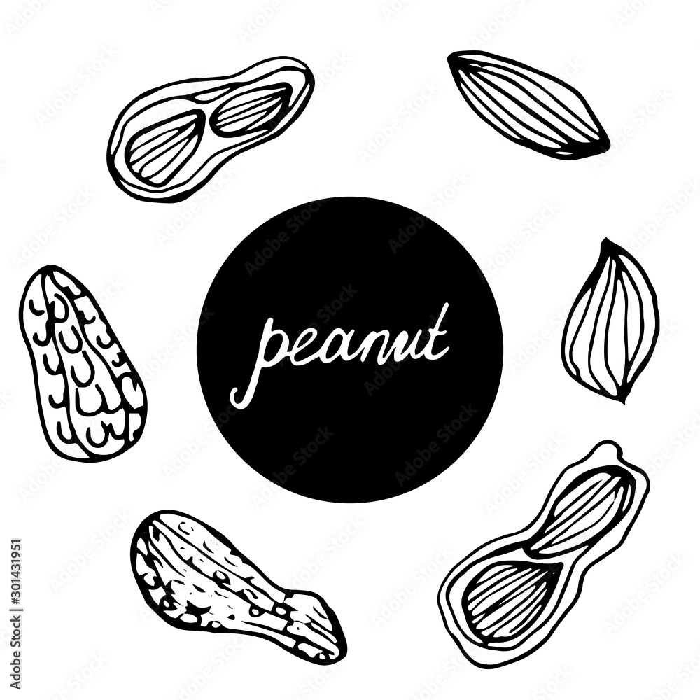 Set of hand drawn nuts. Black contour of peanuts on an isolated white background. Peanuts collection. Set of hand drawn nuts. Black contour of peanuts on an isolated white background. Peanuts collection.