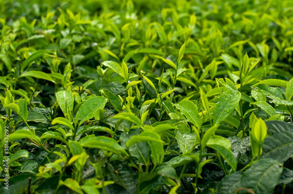 young plants in the garden young plants in the garden