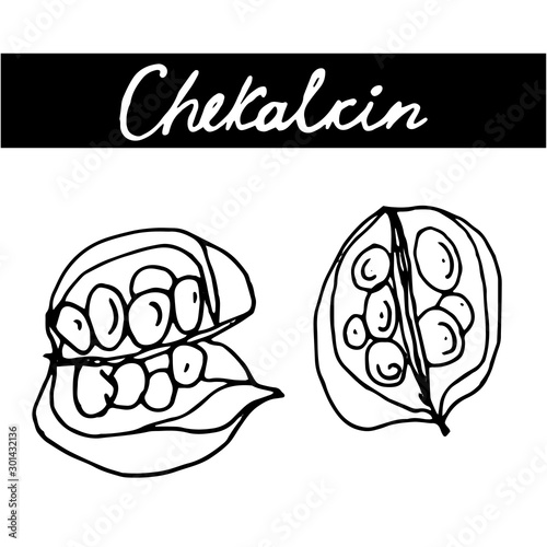 Set of hand drawn nuts. Black outline chekalkin nut isolated white background. Collection