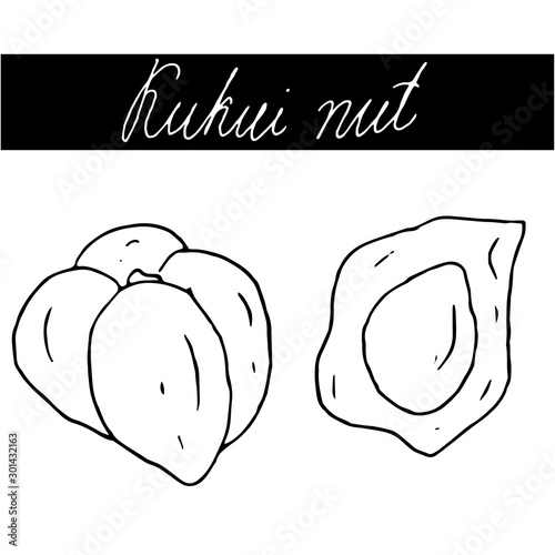 Set of hand drawn nuts. Black outline kukui nut isolated white background. Collection