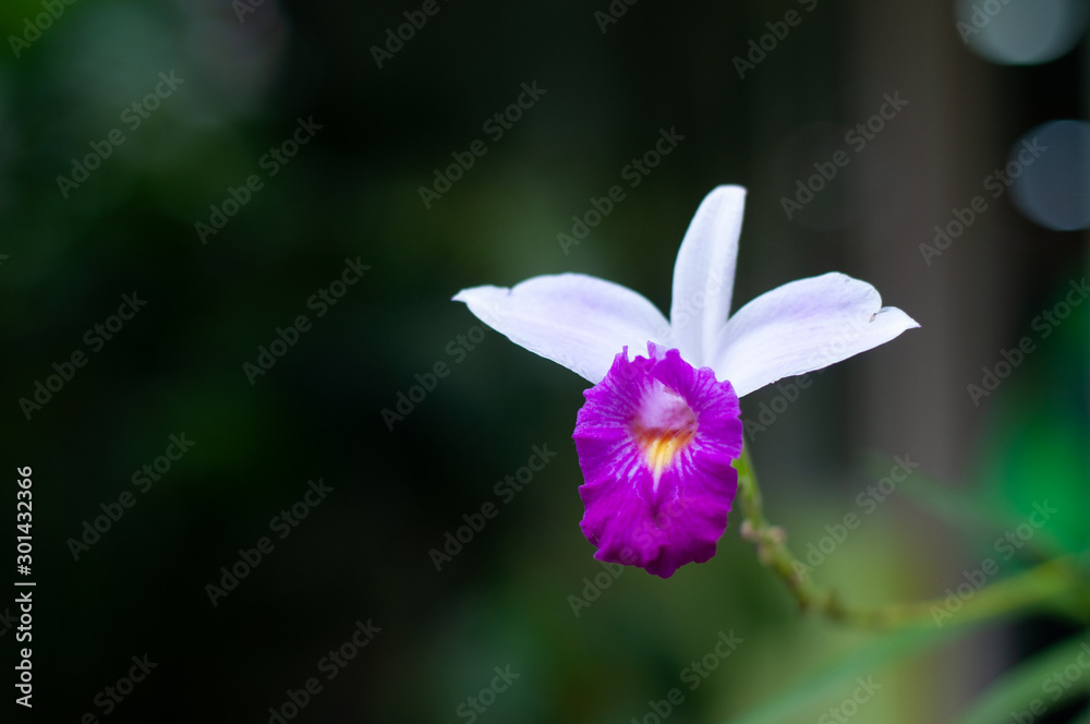 flower in garden flower in garden