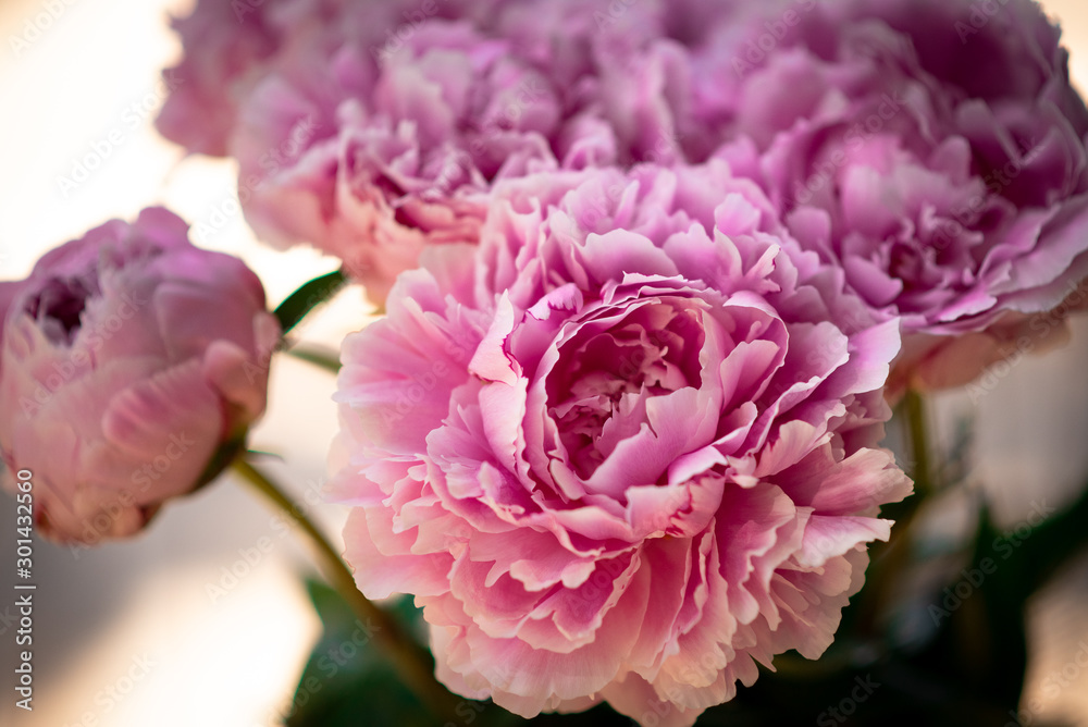 pink peony's 