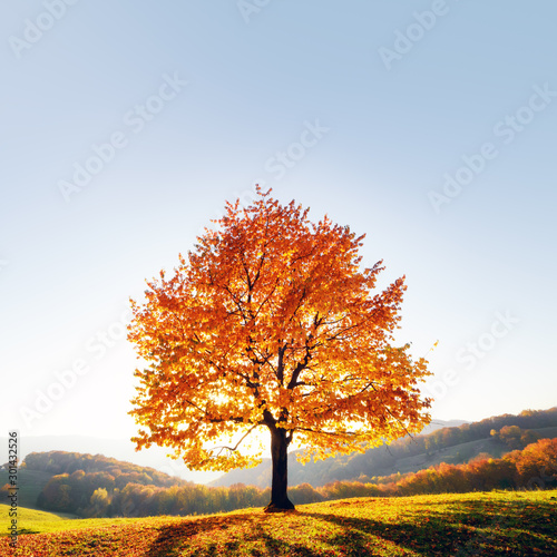 Majestic beech tree with sunny beams at autumn mountain valley. Dramatic colorful evening scene. Carpathian mountains, Ukraine. Landscape photography