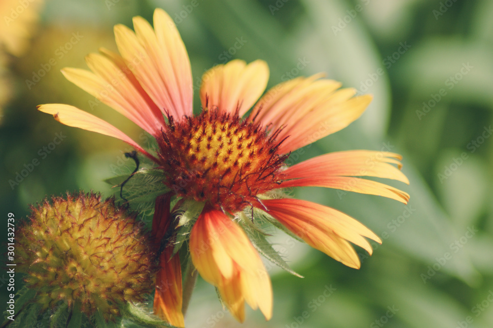 Yellow flower close up: Mesa Peach Flower (Gaillardia Mesa Peach) in full sunlight in Mercer Arboretum and Botanical Gardens, Spring, Texas Yellow flower close up: Mesa Peach Flower (Gaillardia Mesa Peach) in full sunlight in Mercer Arboretum and Botanical Gardens, Spring, Texas