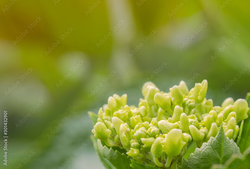 close up and selective focus of young hydrangea flowe close up and selective focus of young hydrangea flowe