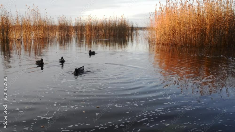 ducks on the lake in the evening feeding in the water ducks on the lake in the evening feeding in the water