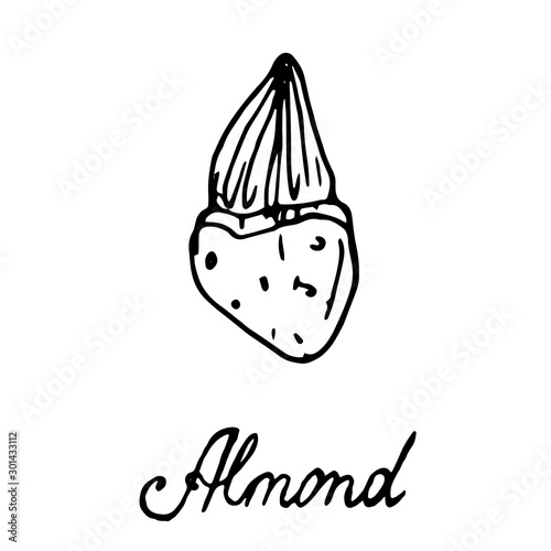 Hand painted nut on an isolated white background. Black outline almonds. Vector illustration.