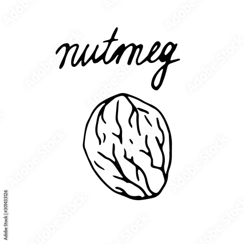 Hand painted nut on an isolated white background. Black outline nutmeg. Vector illustration.
