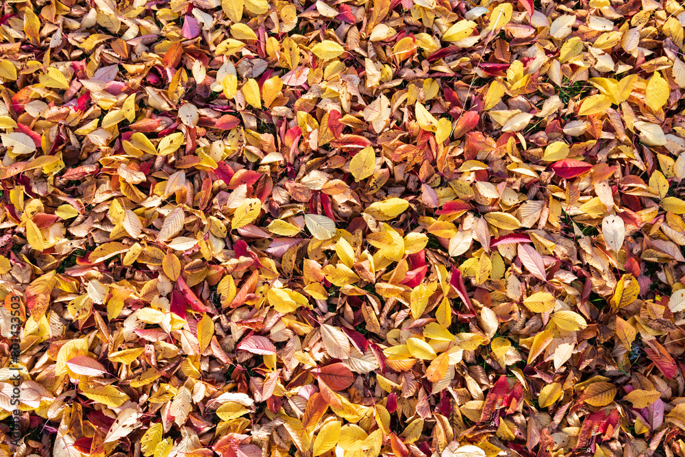 Orange leaves texture closeup. Autumn fall folliage background