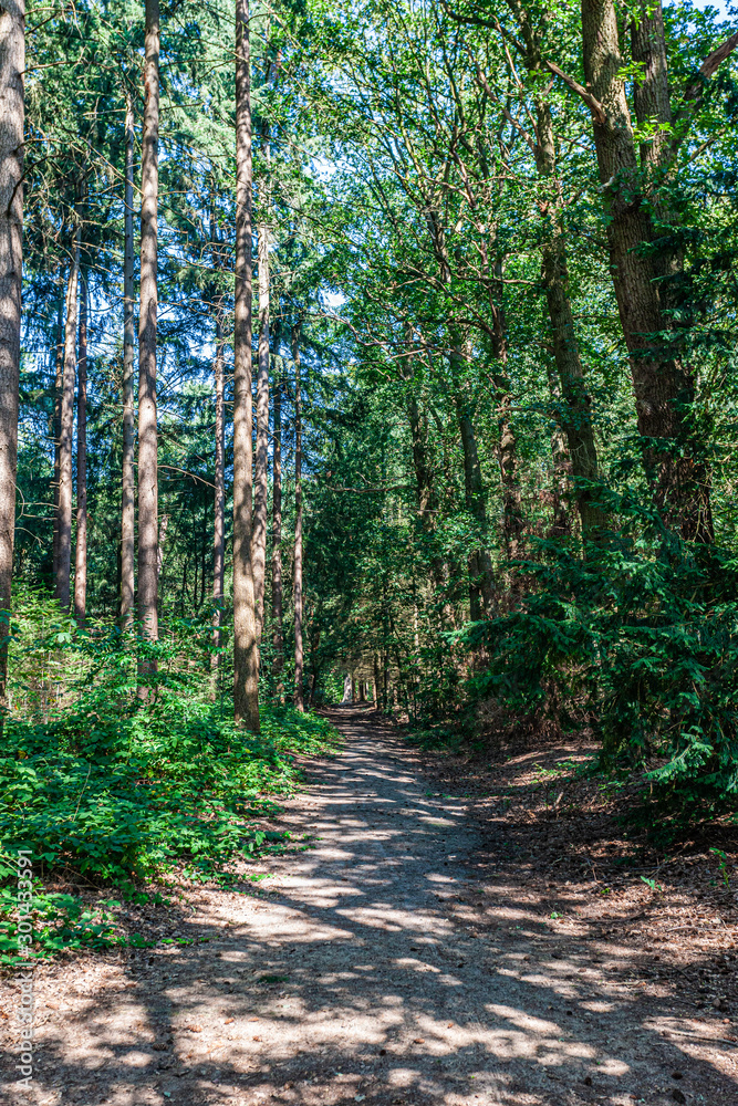 Obraz premium Dirt footpath between tall trees and green vegetation in the forest, wonderful sunny summer day to enjoy nature in the Netherlands