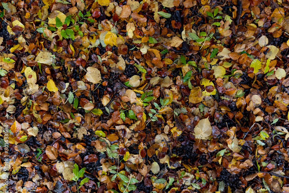 Texture of Fallen Wet Leaves on the Ground Yellow, Red and Green Tones Texture of Fallen Wet Leaves on the Ground Yellow, Red and Green Tones