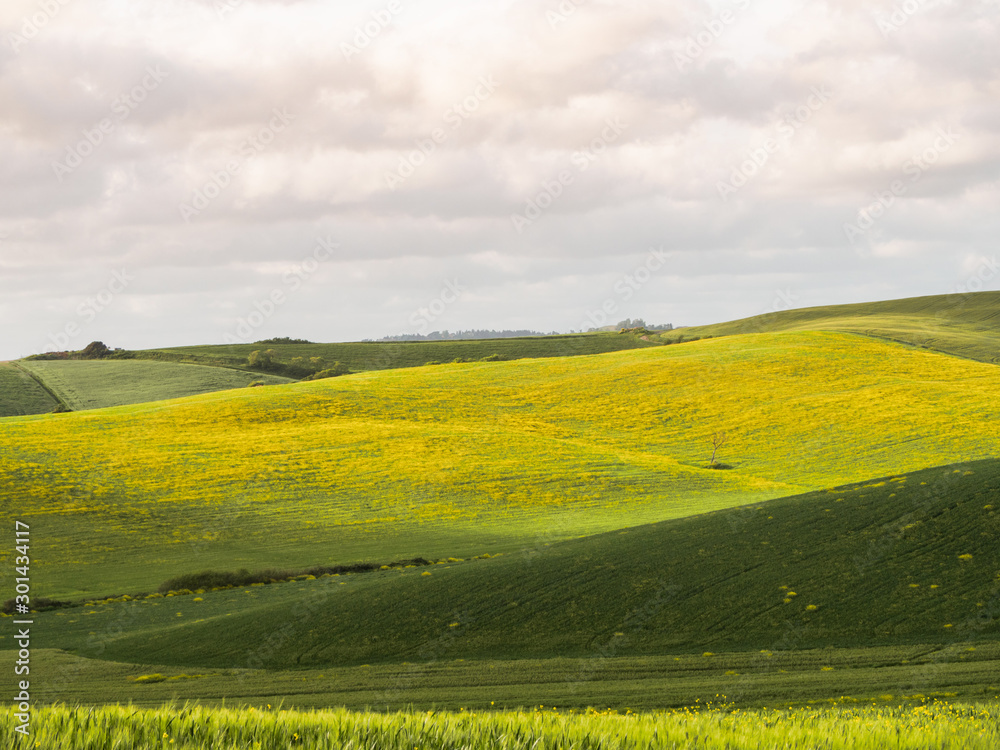 green Tuscan hills on a sunny spring day