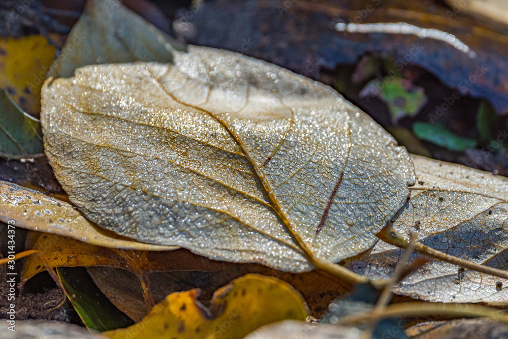 a leaf with dew drops