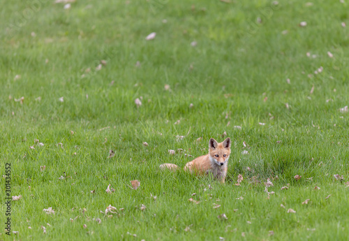 Fox cubs playing in a field in Quebec, Canada.