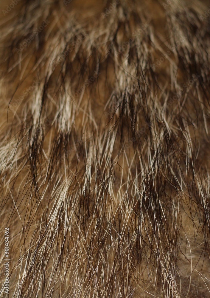 Fototapeta premium silver Fox fur for background