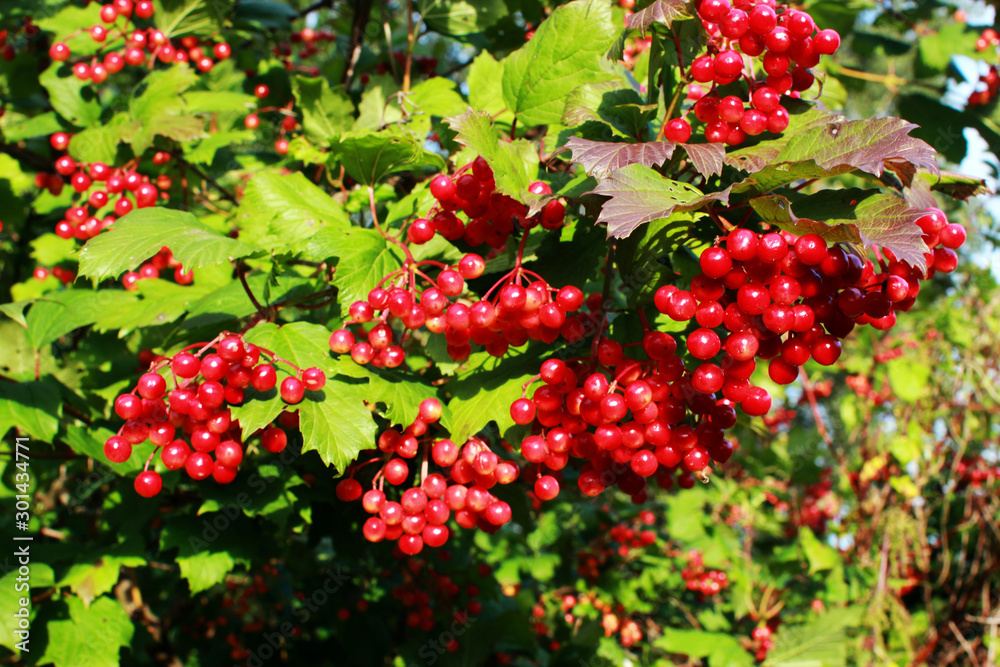 Red berries of viburnum. Colorful autumn background with viburnum berries and leaves. Red berries of viburnum. Colorful autumn background with viburnum berries and leaves.