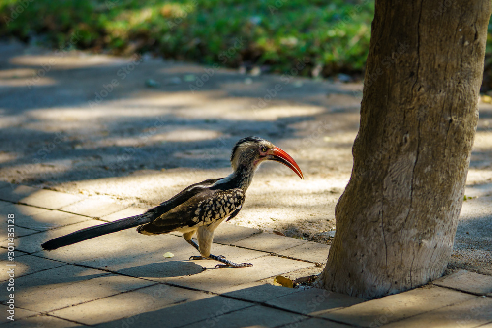 Obraz premium southern yellow-billed hornbill in kruger national park, mpumalanga, south africa 2