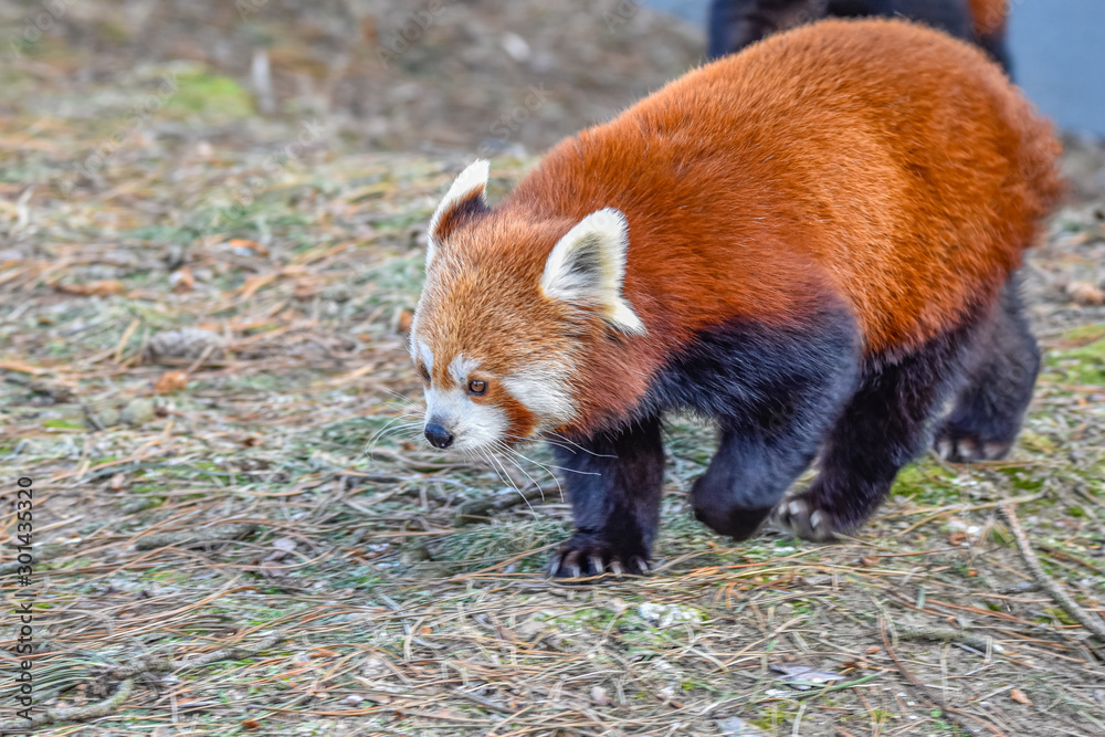 Fototapeta premium a red panda