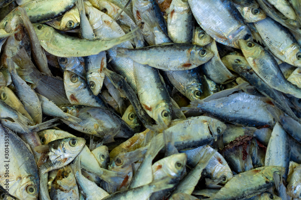 Obraz premium Countless small silver fish. Fresh marine food.