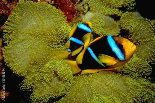 Clownfish Pair