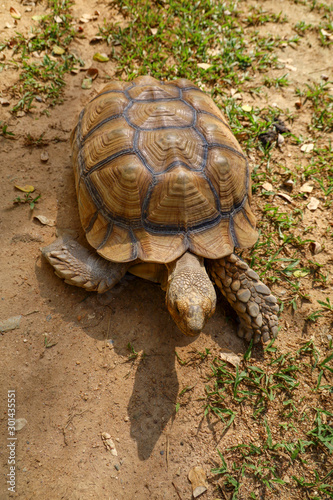Sulcata tortoise skin for animal skin